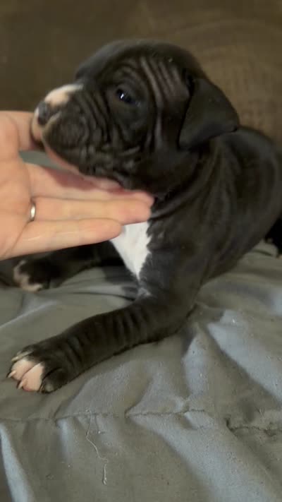 madusa, a female American Bully for sale in Sharon, PA – 6 of 6