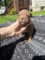 Landon, a male American Bully for sale in Sharon, PA – 4 of 5