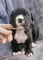 madusa, a female American Bully for sale in Sharon, PA – 5 of 6