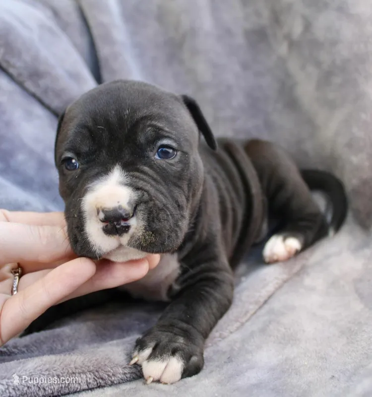 madusa – American Bully puppy for sale in Sharon, PA