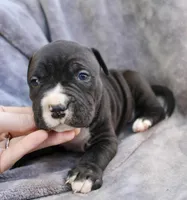 madusa, a female American Bully for sale in Sharon, PA – 1 of 6