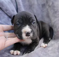 madusa, a female American Bully for sale in Sharon, PA – 3 of 6