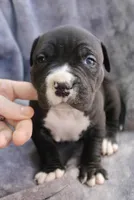 madusa, a female American Bully for sale in Sharon, PA – 4 of 6