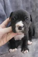 madusa, a female American Bully for sale in Sharon, PA – 2 of 6