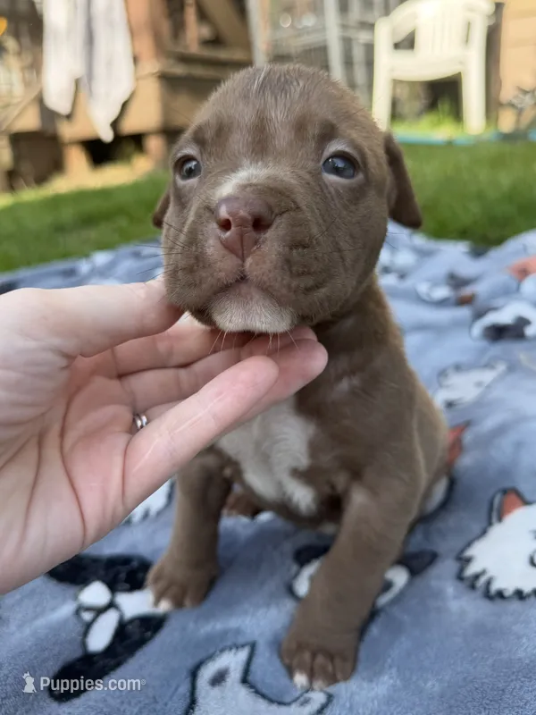 Landon – American Bully puppy for sale in Sharon, PA