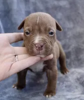 Landon, a male American Bully for sale in Sharon, PA – 4 of 8