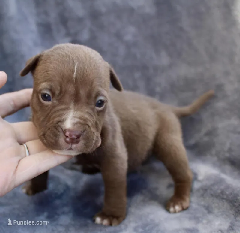 Landon – American Bully puppy for sale in Sharon, PA