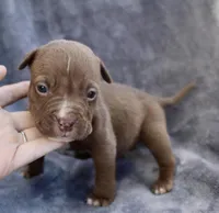 Landon, a male American Bully for sale in Sharon, PA – 1 of 8