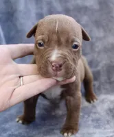 Landon, a male American Bully for sale in Sharon, PA – 3 of 8
