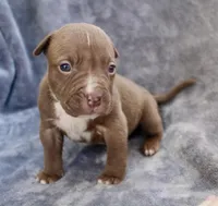 Landon, a male American Bully for sale in Sharon, PA – 7 of 8