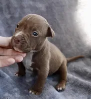 Landon, a male American Bully for sale in Sharon, PA – 5 of 8