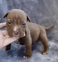 Landon, a male American Bully for sale in Sharon, PA – 2 of 8
