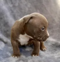 Landon, a male American Bully for sale in Sharon, PA – 6 of 8