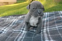 Baloo, a male American Bully for sale in Sharon, PA – 3 of 8