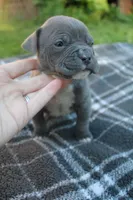 Baloo, a male American Bully for sale in Sharon, PA – 6 of 8