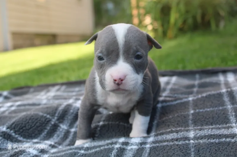 Lucy  – American Bully puppy for sale in Sharon, PA