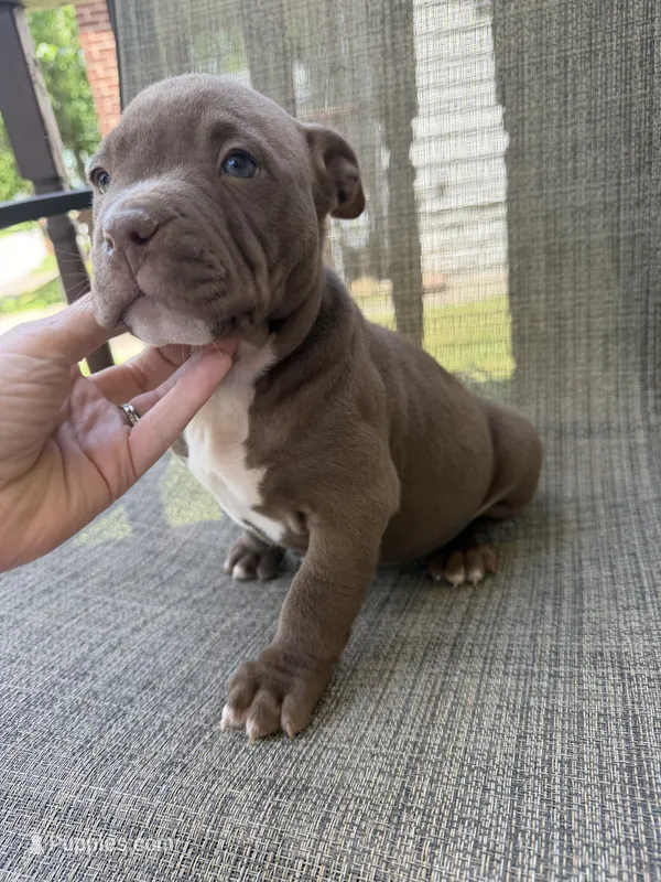 Landon – American Bully puppy for sale in Sharon, PA