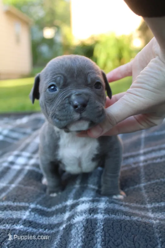 Baloo – American Bully puppy for sale in Sharon, PA