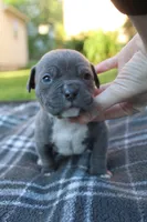 Baloo, a male American Bully for sale in Sharon, PA – 1 of 8