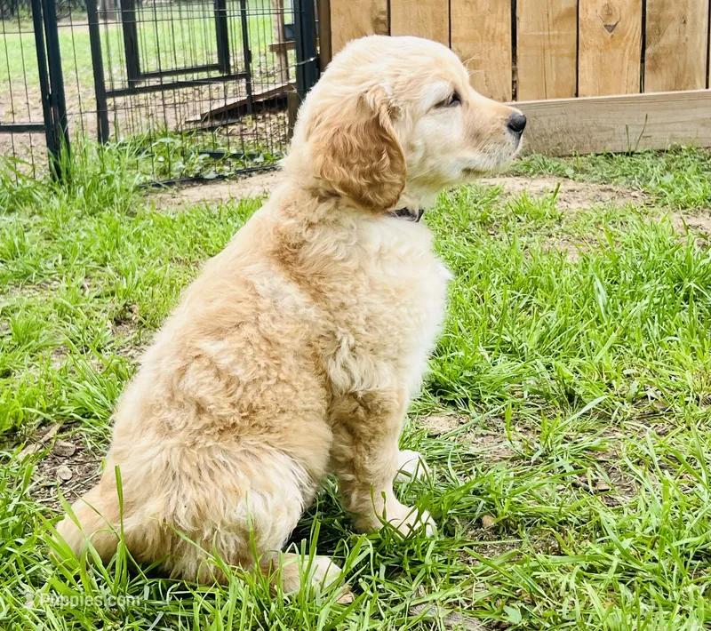 Charlotte – Great Pyrenees, Golden Retriever puppy for sale in Spring Branch, TX