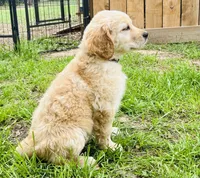 Charlotte, a female Great Pyrenees and Golden Retriever for sale in Spring Branch, TX – 1 of 2