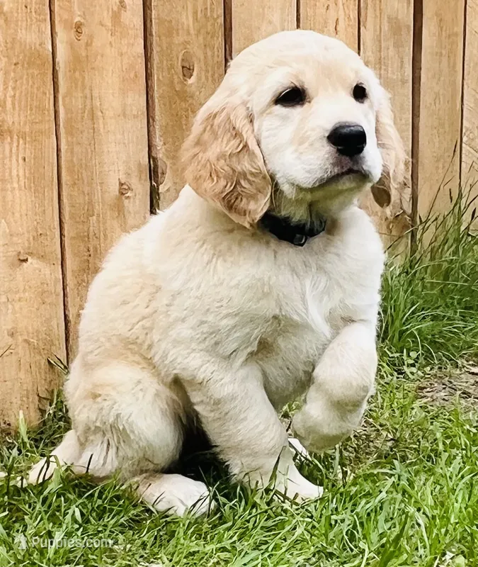 Robert – Great Pyrenees, Golden Retriever puppy for sale in Spring Branch, TX