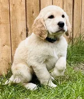 Robert, a male Great Pyrenees and Golden Retriever for sale in Spring Branch, TX – 1 of 5