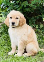 Violet, a female Great Pyrenees and Golden Retriever for sale in Spring Branch, TX – 2 of 3