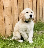 Robert, a male Great Pyrenees and Golden Retriever for sale in Spring Branch, TX – 3 of 5
