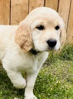 Robert, a male Great Pyrenees and Golden Retriever for sale in Spring Branch, TX – 2 of 5