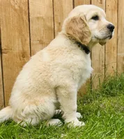 Robert, a male Great Pyrenees and Golden Retriever for sale in Spring Branch, TX – 4 of 5