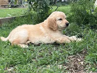 Joy, a female Great Pyrenees and Golden Retriever for sale in Spring Branch, TX – 2 of 3