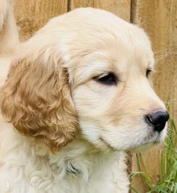 Violet – Great Pyrenees, Golden Retriever puppy for sale in Spring Branch, TX