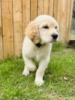 Robert, a male Great Pyrenees and Golden Retriever for sale in Spring Branch, TX – 5 of 5