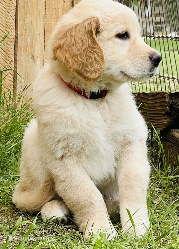 Delilah – Great Pyrenees, Golden Retriever puppy for sale in Spring Branch, TX