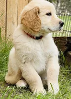 Delilah, a female Great Pyrenees and Golden Retriever for sale in Spring Branch, TX – 1 of 3