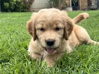 Rusty, a male Great Pyrenees and Golden Retriever for sale in Spring Branch, TX – 3 of 4