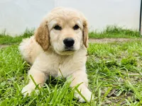 Charlotte, a female Great Pyrenees and Golden Retriever for sale in Spring Branch, TX – 2 of 2