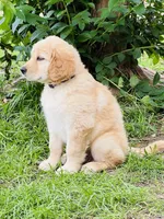 Violet, a female Great Pyrenees and Golden Retriever for sale in Spring Branch, TX – 3 of 3