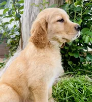 Rusty, a male Great Pyrenees and Golden Retriever for sale in Spring Branch, TX – 4 of 4