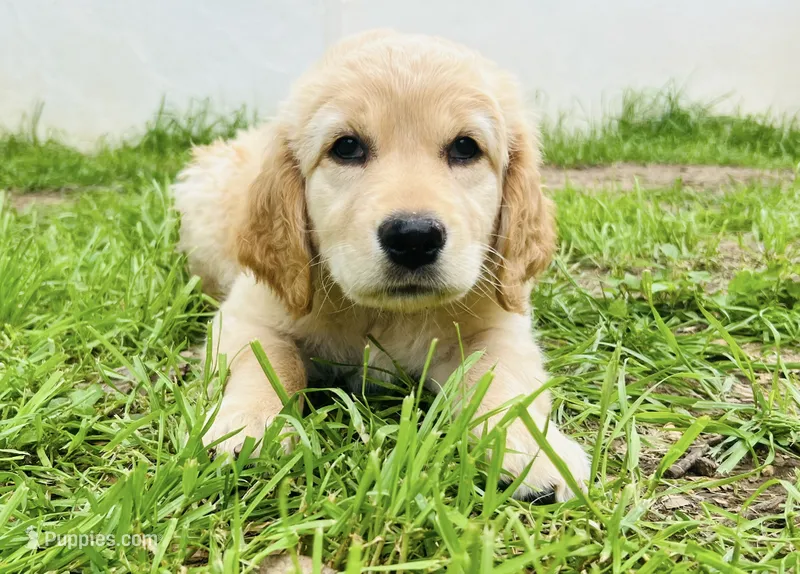 Joy – Great Pyrenees, Golden Retriever puppy for sale in Spring Branch, TX