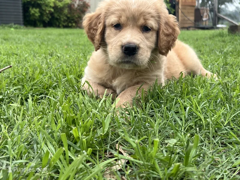 Rusty – Great Pyrenees, Golden Retriever puppy for sale in Spring Branch, TX