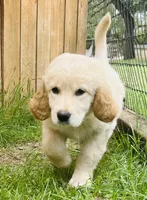 Joy, a female Great Pyrenees and Golden Retriever for sale in Spring Branch, TX – 3 of 3