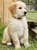 Delilah, a female Great Pyrenees and Golden Retriever for sale in Spring Branch, TX – 3 of 3