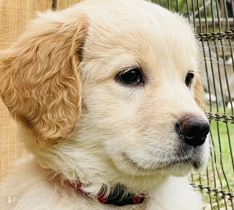 Delilah – Great Pyrenees, Golden Retriever puppy for sale in Spring Branch, TX