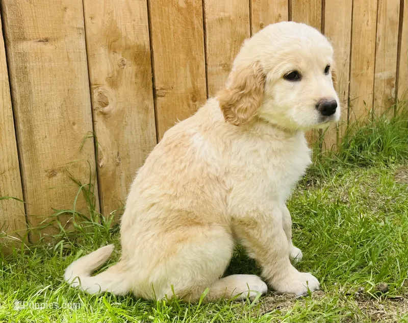 Joy – Great Pyrenees, Golden Retriever puppy for sale in Spring Branch, TX