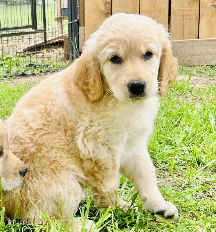Joy – Great Pyrenees, Golden Retriever puppy for sale in Spring Branch, TX