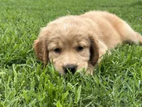 Rusty, a male Great Pyrenees and Golden Retriever for sale in Spring Branch, TX – 2 of 4