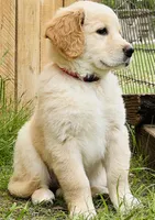 Delilah, a female Great Pyrenees and Golden Retriever for sale in Spring Branch, TX – 2 of 3