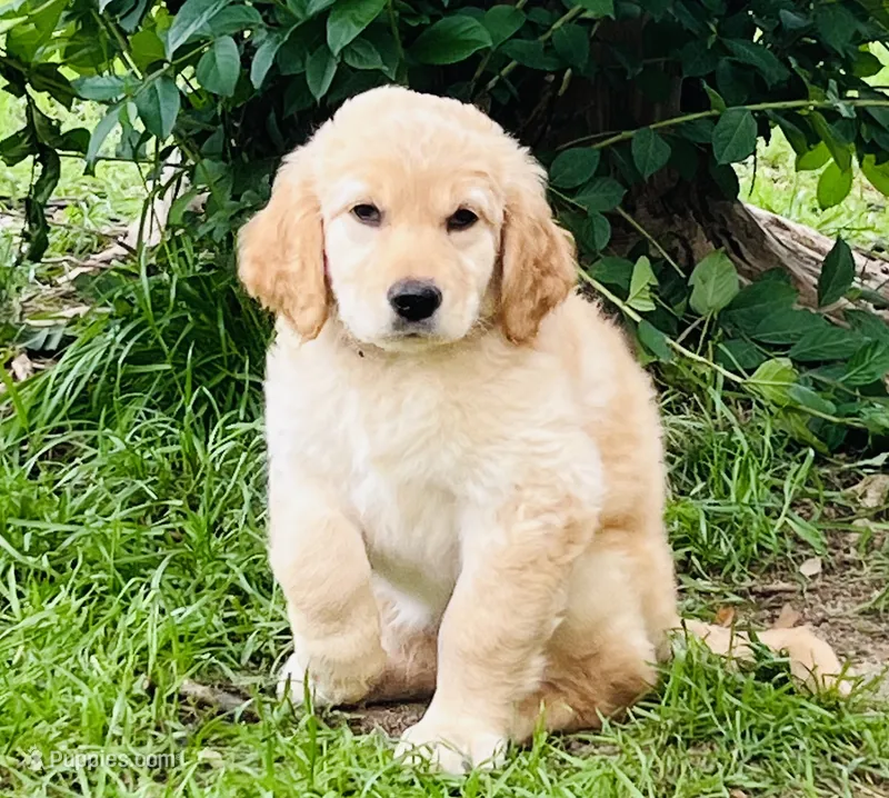 Violet – Great Pyrenees, Golden Retriever puppy for sale in Spring Branch, TX